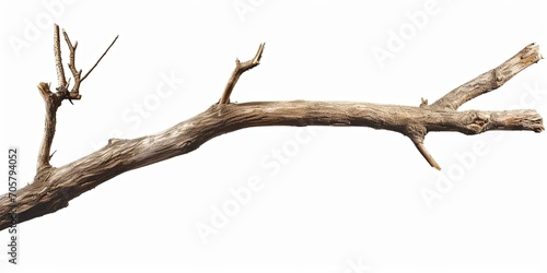 branch isolated on white