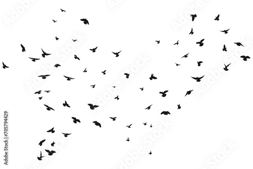 Silhouette sketch of a flock of flying forward birds. Takeoff, flying, flight, flutter, hover, soaring, landing
