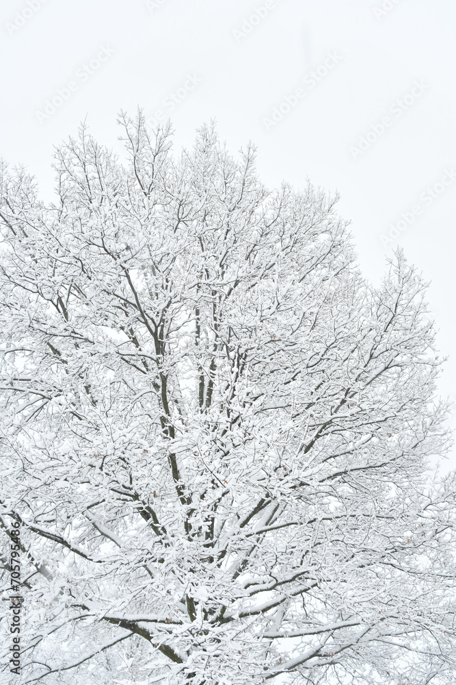 Snow on Tree Branches Snow on Tree Branches