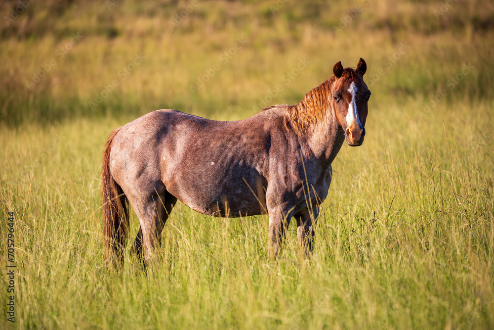 Fototapeta premium Old horse on a farm
