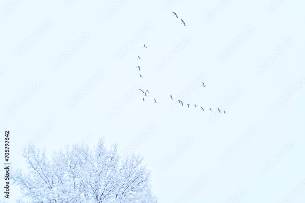 Fototapeta premium Geese in a Snowstorm