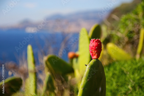 Prickly pear on the leaf of a nopal cactus on the Cape of Garajau in CaniÃ§o near Funchal on Madeira Island (Portugal) in the Atlantic Ocean photo