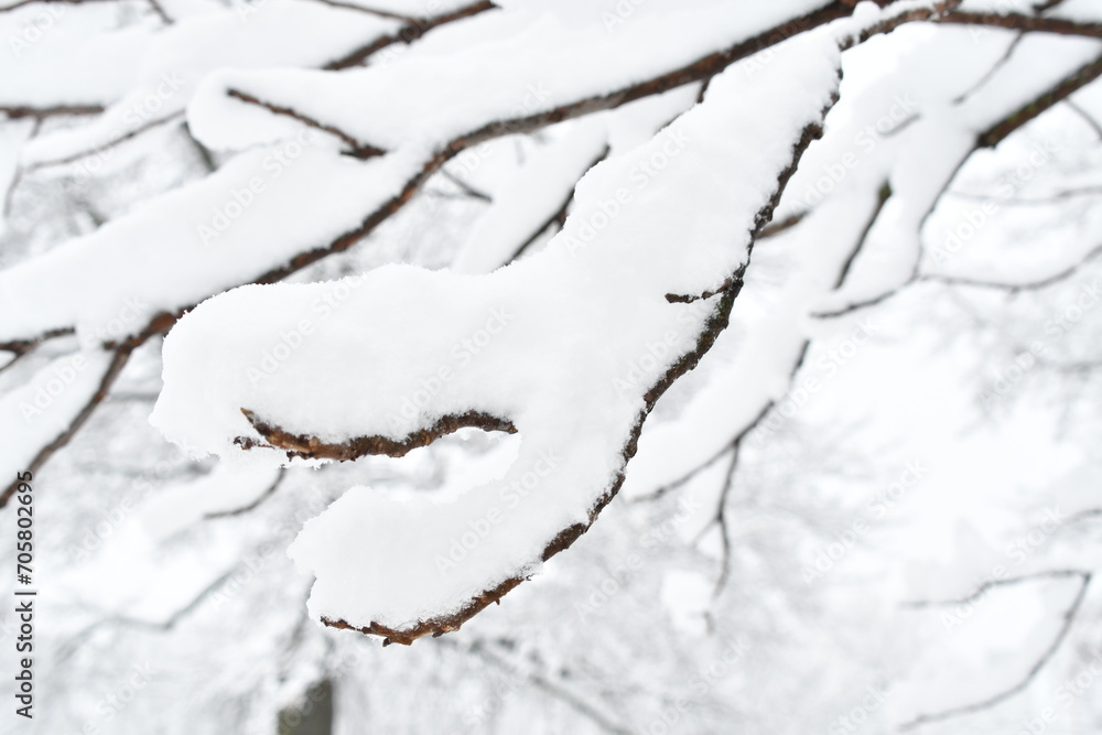 Snow on Tree Limbs