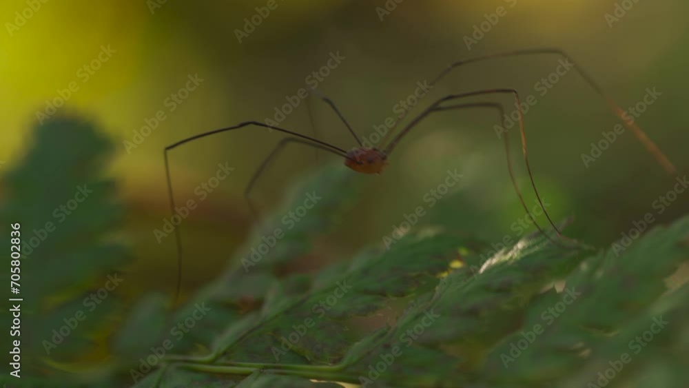 Harvestman spider closeup shot on a leaf in an English forest Harvestman spider closeup shot on a leaf in an English forest