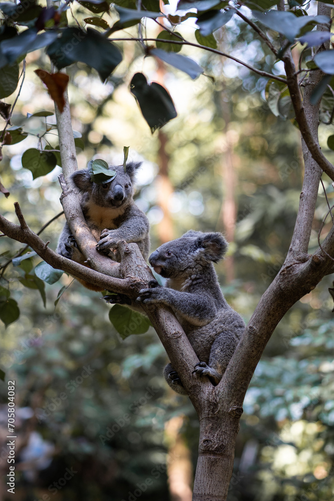 Obraz premium Animals