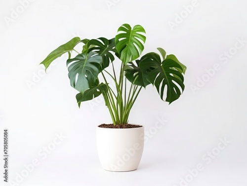 plant in flowerpot