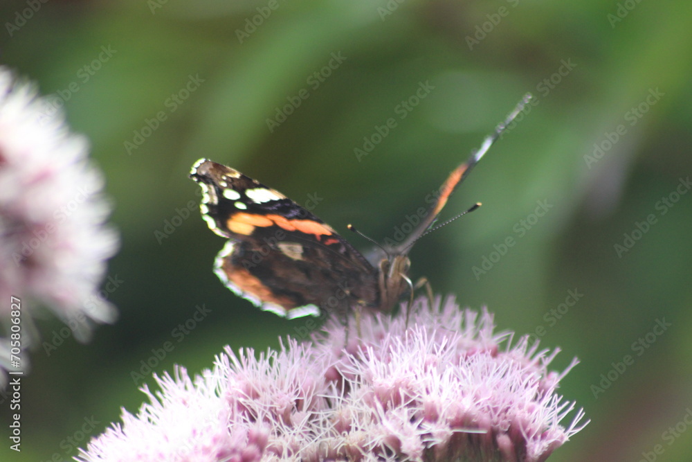 butterfly on flower