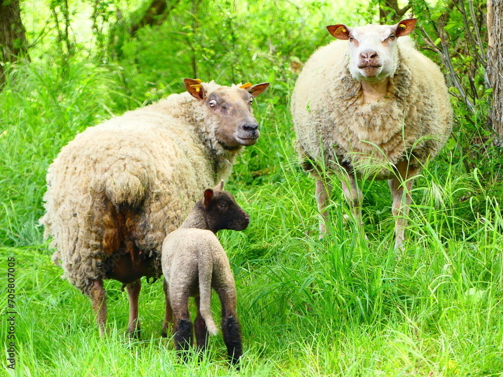 Des moutons dans la campagne au printemps Des moutons dans la campagne au printemps