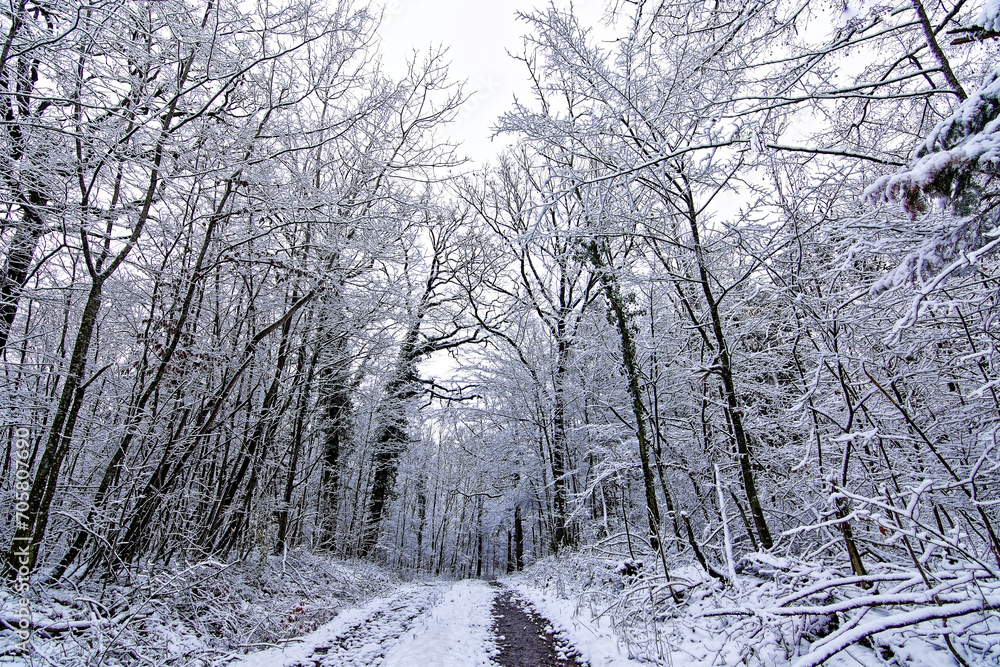 A wonderful winter forest in Bavaria