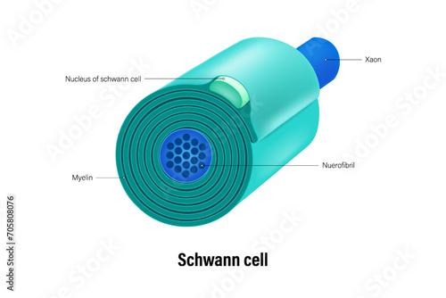 Schwann cells vector. Glial cells (neuroglia). Central nervous system. photo
