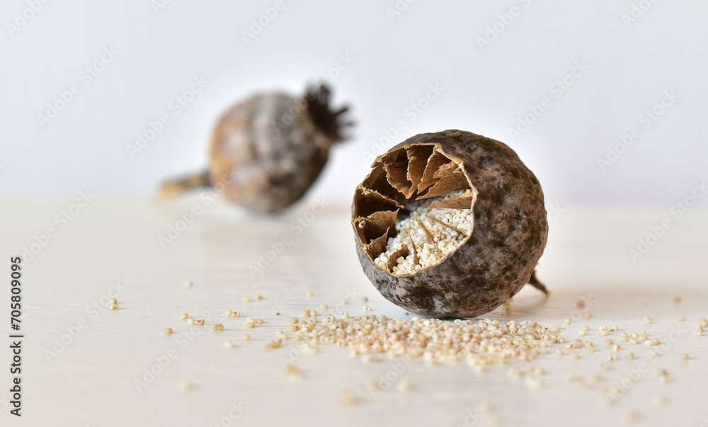 Dry poppy head cut in half and its inner part. White poppy seeds inside the poppy head. Scattered seeds around the poppy. Blurred background with whole dried poppy head. Dry poppy head cut in half and its inner part. White poppy seeds inside the poppy head. Scattered seeds around the poppy. Blurred background with whole dried poppy head.