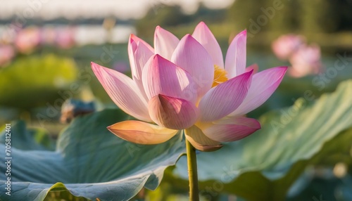 detail of lotus flower on a blurred background concept of mindfulness