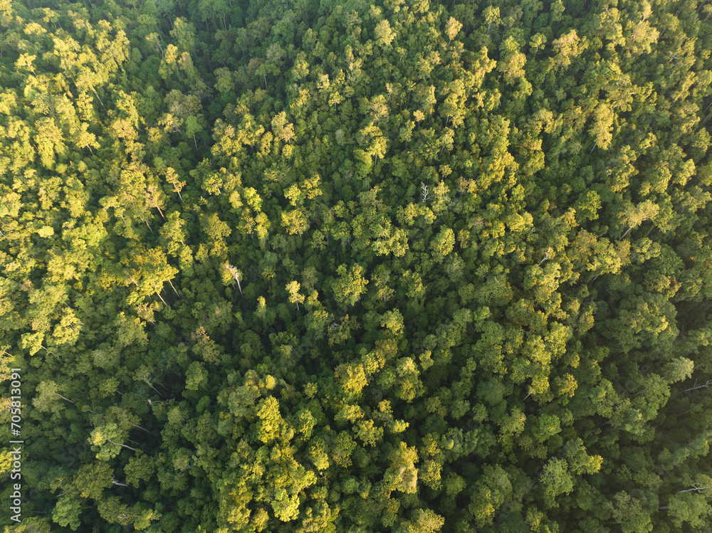 Seen from a bird's eye view, the canopy of a tropical forest, growing on a remote island in Indonesia, catches as much sunlight as possible. 