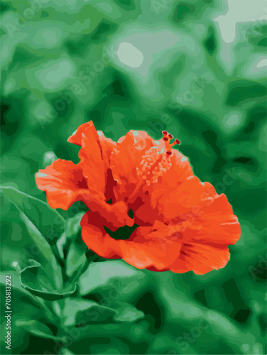 Hibiscus