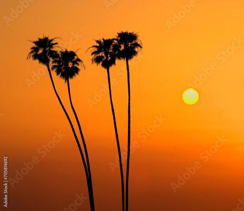  Silhouette of four Mexican fan palm trees in the background at sunset  with sun visible