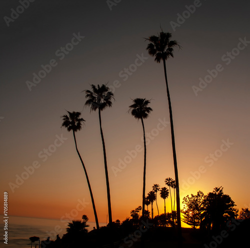  Silhouette of four Mexican fan palm trees in the background at sunset with sun visible
