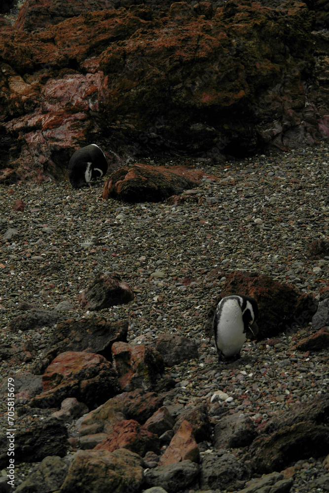 Punta Tombo is home to the world’s largest colony of Magellanic penguins. You can also see other wildlife like guanacos and ñandúes. Punta Tombo is home to the world’s largest colony of Magellanic penguins. You can also see other wildlife like guanacos and ñandúes.