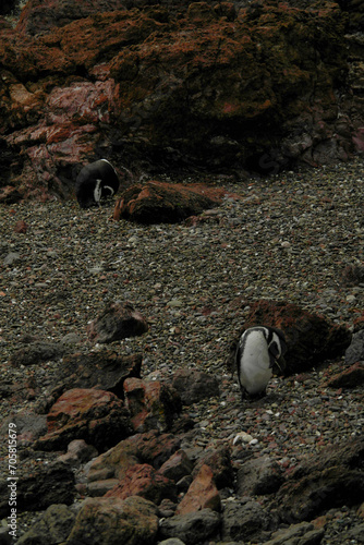 Punta Tombo is home to the world’s largest colony of Magellanic penguins. You can also see other wildlife like guanacos and ñandúes.