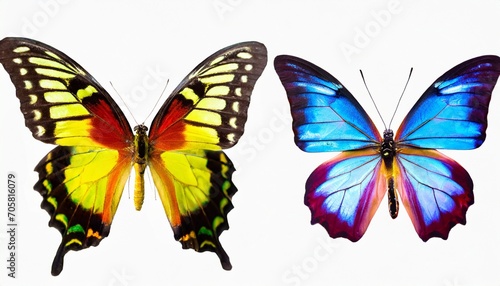 set two beautiful colorful bright multicolored tropical butterflies with wings spread and in flight on white background close up macro © Katherine