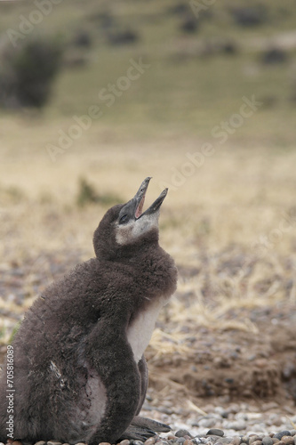 Punta Tombo is home to the world’s largest colony of Magellanic penguins. You can also see other wildlife like guanacos and ñandúes.