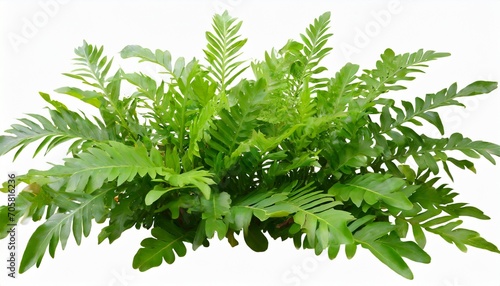 green leaves tropical foliage plant bush of wart fern or monarch fern phymatosorus scolopendria the garden landscaping shrub on white background clipping path included