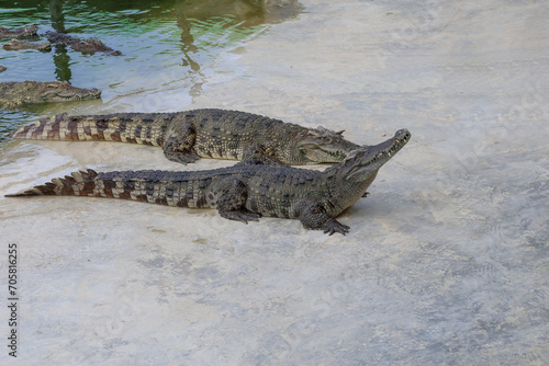 The crocodile is stay near the river