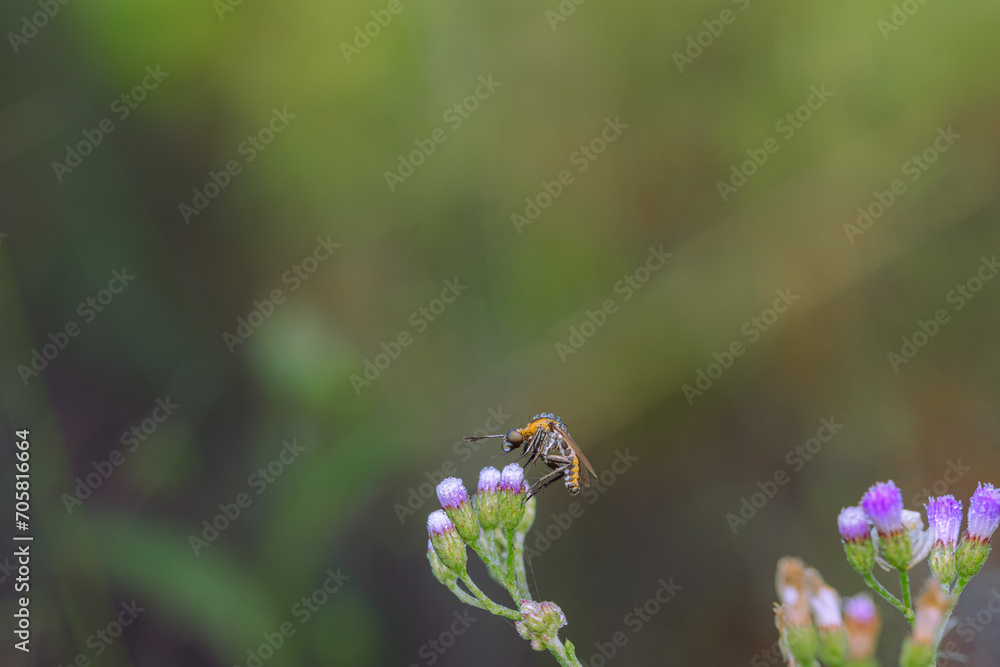 toxpora insect or often called 