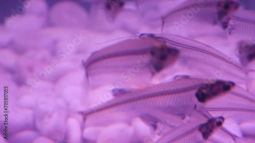 X-ray fish swimming in fish tank photo