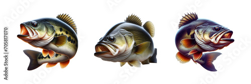 Collection Set of Largemouth bass fish, isolated over on transparent white background photo