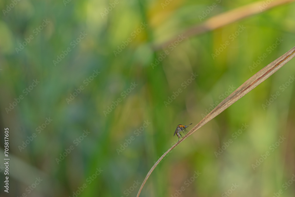 toxpora insect or often called toxpora insect or often called