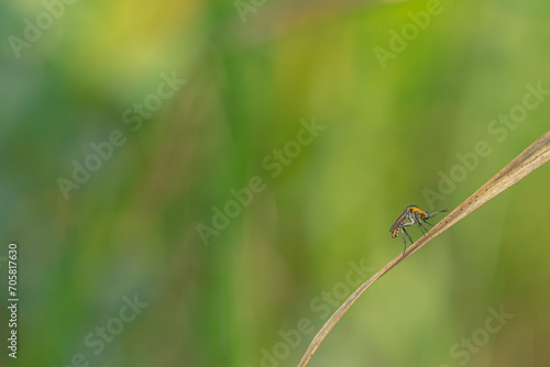 toxpora insect or often called "hunchback", taken at a very close distance with a very beautiful blurry background