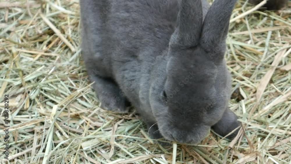 Cute and fluffy Rabbits Eating Dried Grass Cute and fluffy Rabbits Eating Dried Grass