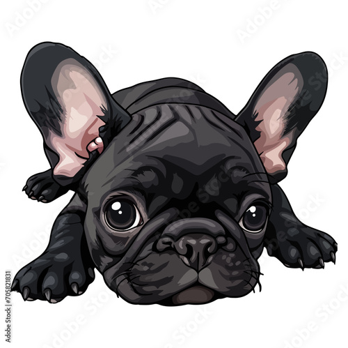 french bulldog puppy lying down