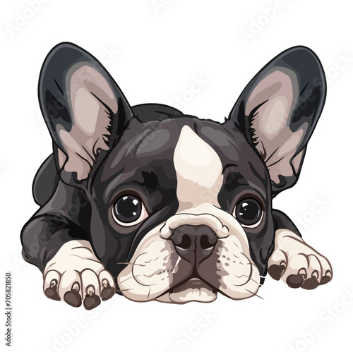 french bulldog puppy lying down