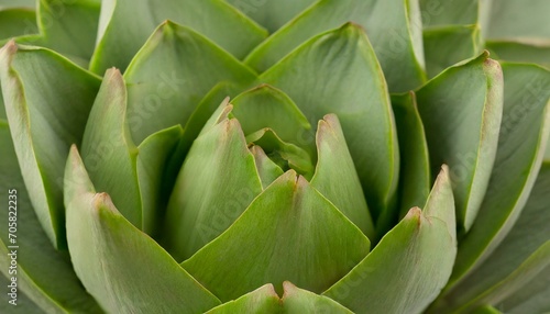 artichoke on a green background