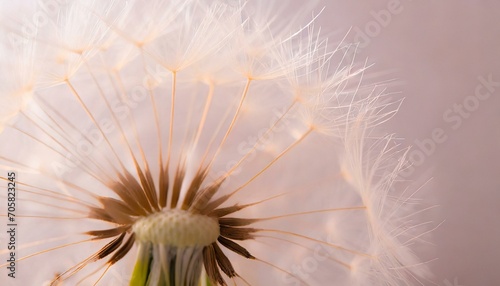 dandelion seeds on black © Pikbundle
