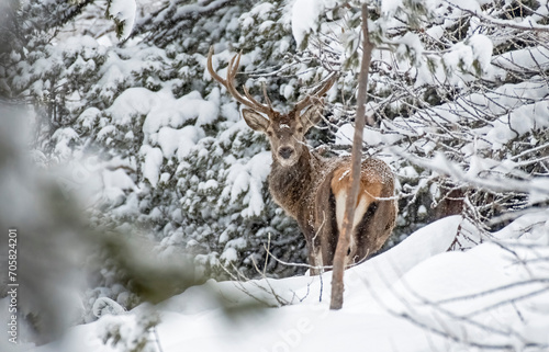 Red deer stag, Cervus elaphus, in a snow covered forest, Beautiful male red deer in snowy woods, Italian Alps. January.
