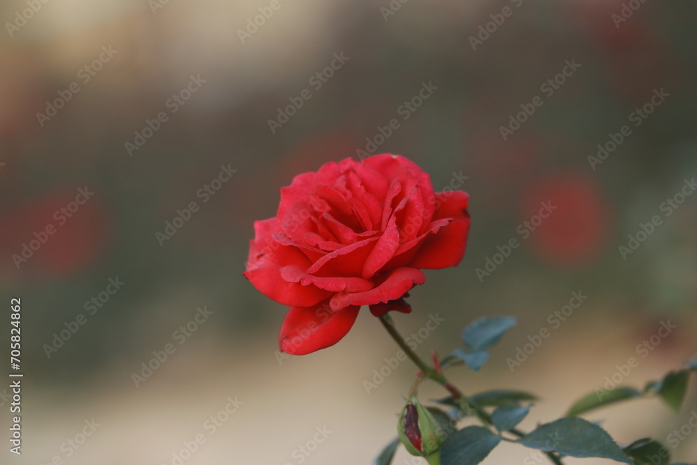Obraz premium Roses and flower cultivation