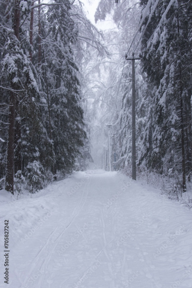 Snow-covered path in a forest park-reserve in winter during snowfall, blizzard Snow-covered path in a forest park-reserve in winter during snowfall, blizzard