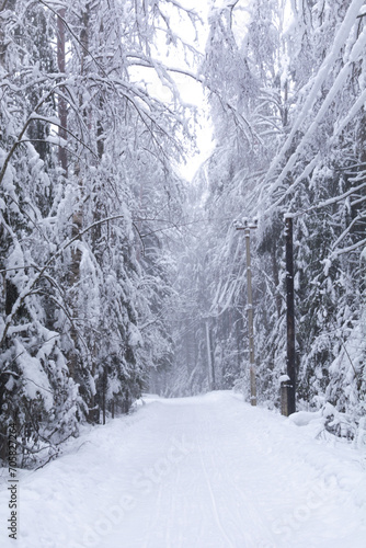 Snow-covered path in a forest park-reserve in winter during snowfall, blizzard
