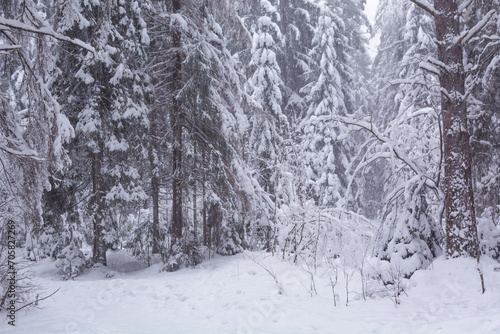 Snow covered trees, winter forest during snowfall, blizzard