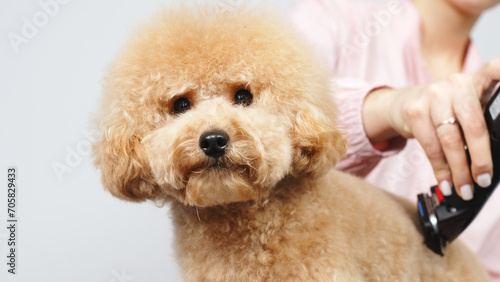 Groomer grooms little cute poodle puppy with trimmer. A woman doing her hair at a pet hairdresser in a grooming salon. Beautiful little puppy in a grooming salon or veterinary clinic.