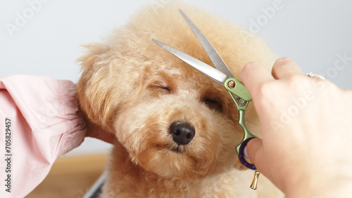 A professional pet groomer gives a cute haircut to a poodle dog with scissors. A woman doing her hair at a pet hair salon. grooming salon. Pet spa. photo