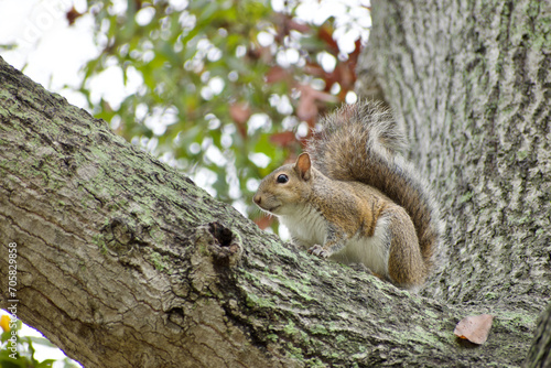 Grey squirrel (sciurus carolinensis) on a tree  © Jeffrey
