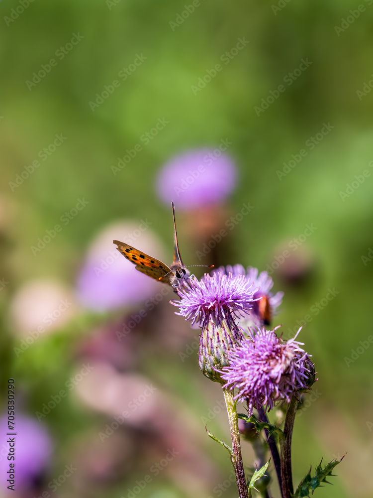 Small Copper Butterfly on Creeping Thistle