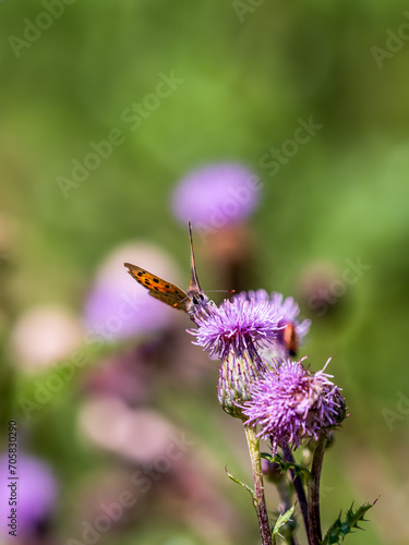 Obraz na płótnie Small Copper Butterfly on Creeping Thistle w salonie