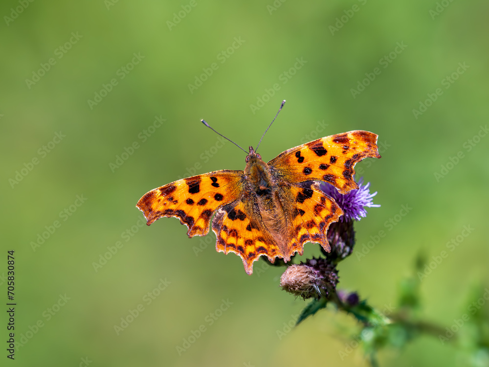 Comma Butterfly on Creeping Thistle Comma Butterfly on Creeping Thistle