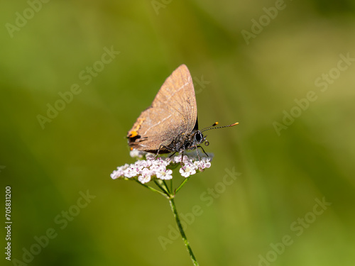 White-letter Hairstreak. Wings Closed. photo