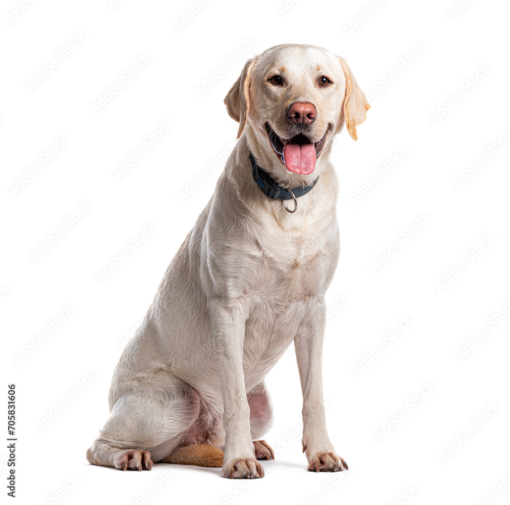 Labrador retriever with dog collar, Isolated on white