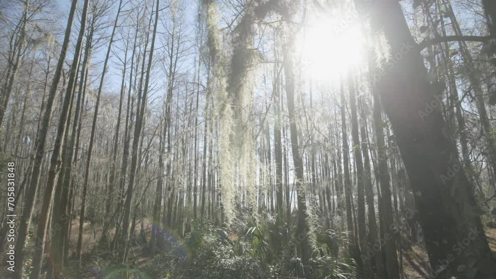 Slow motion orbit around natural landscape in wooded Florida forest and swamp, with Spanish moss hanging from trees in everglades woods near coastline in marsh in beautiful nature Slow motion orbit around natural landscape in wooded Florida forest and swamp, with Spanish moss hanging from trees in everglades woods near coastline in marsh in beautiful nature